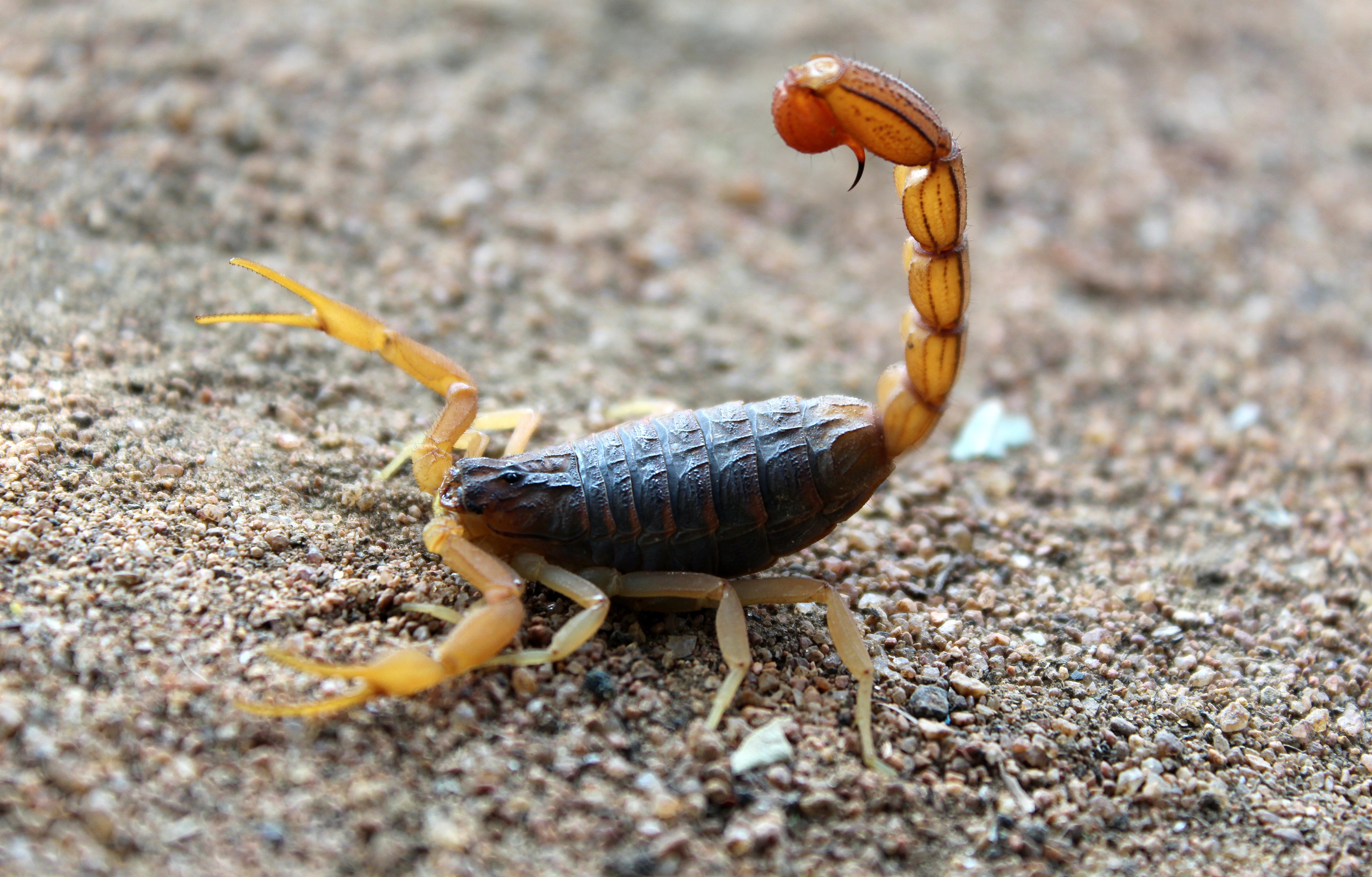 Control de alacranes