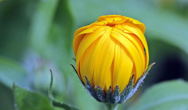 Fumigaciones en Guadalajara, planta de calendula fondo verde desenfocado