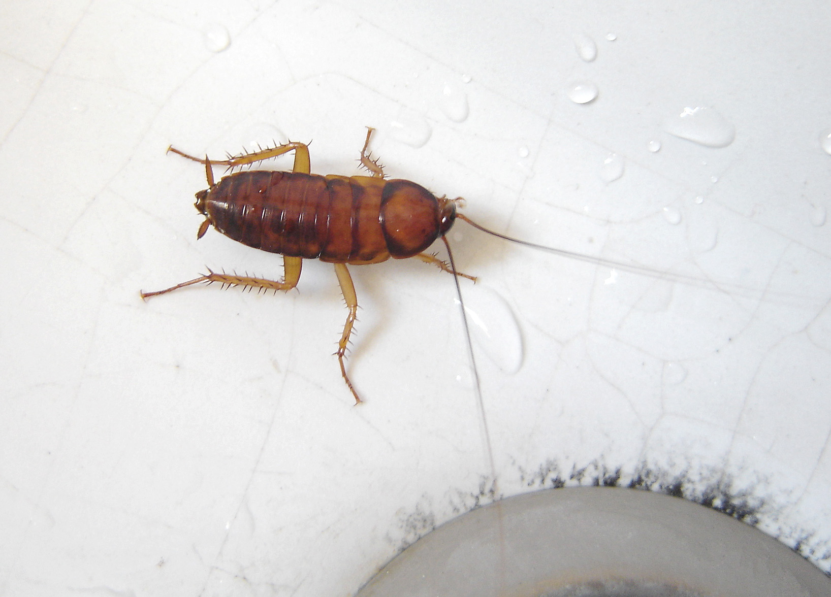 plaga de cucarachas