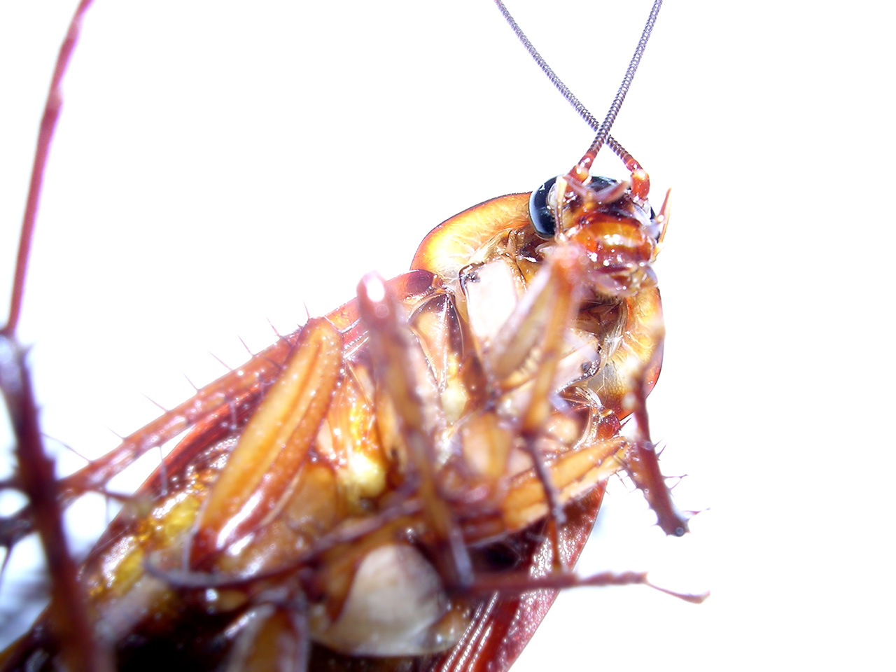 plaga de cucarachas