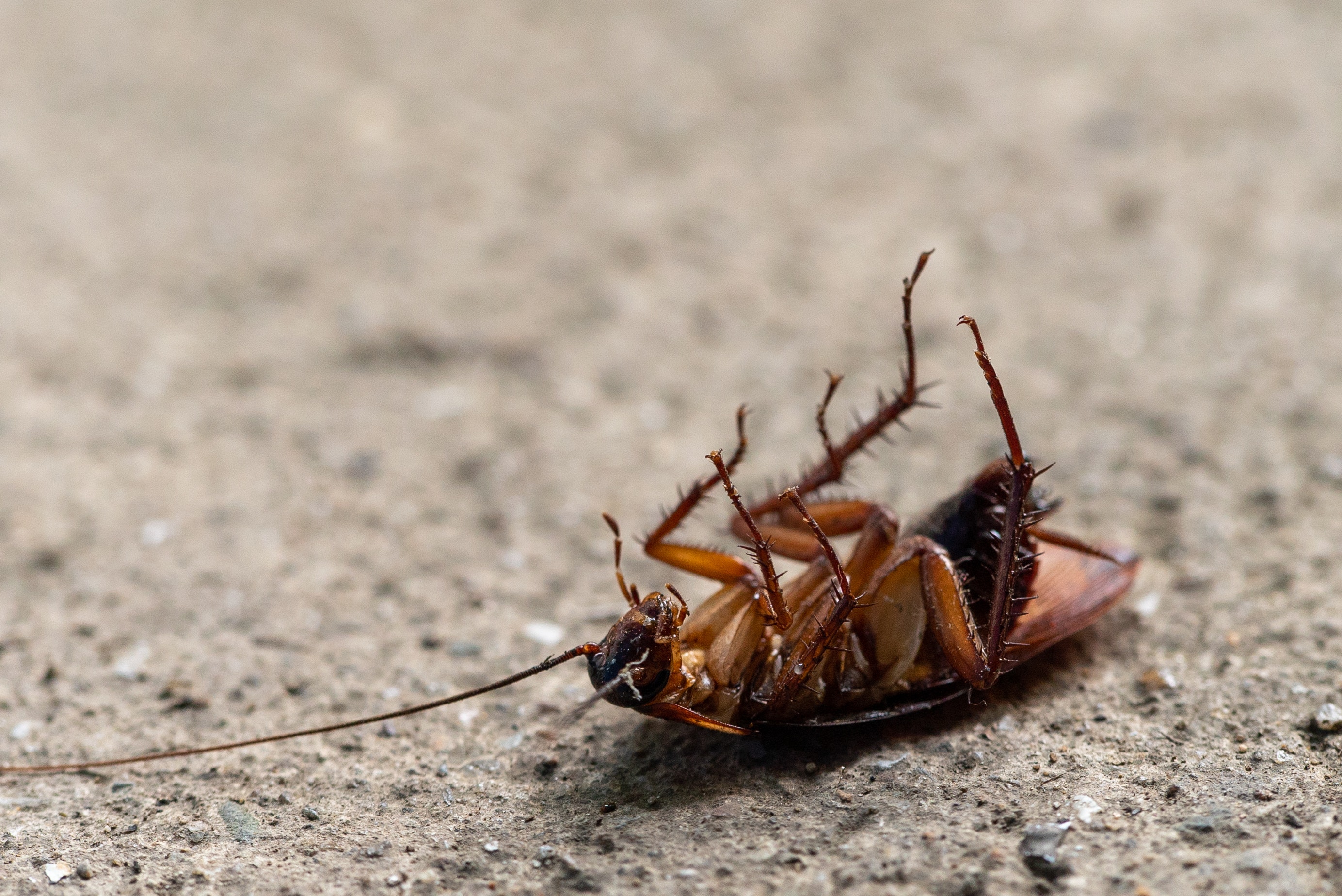 plaga de cucarachas
