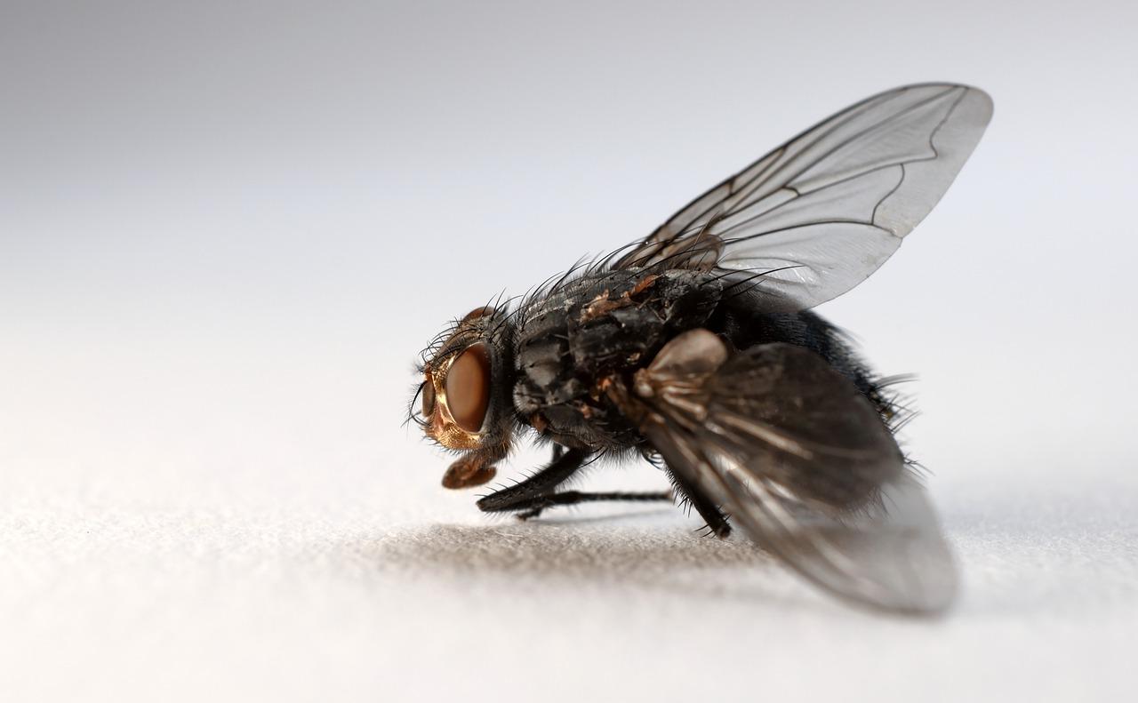 Fumigaciones en Guadalajara, mosca de cerca fondo gris claro
