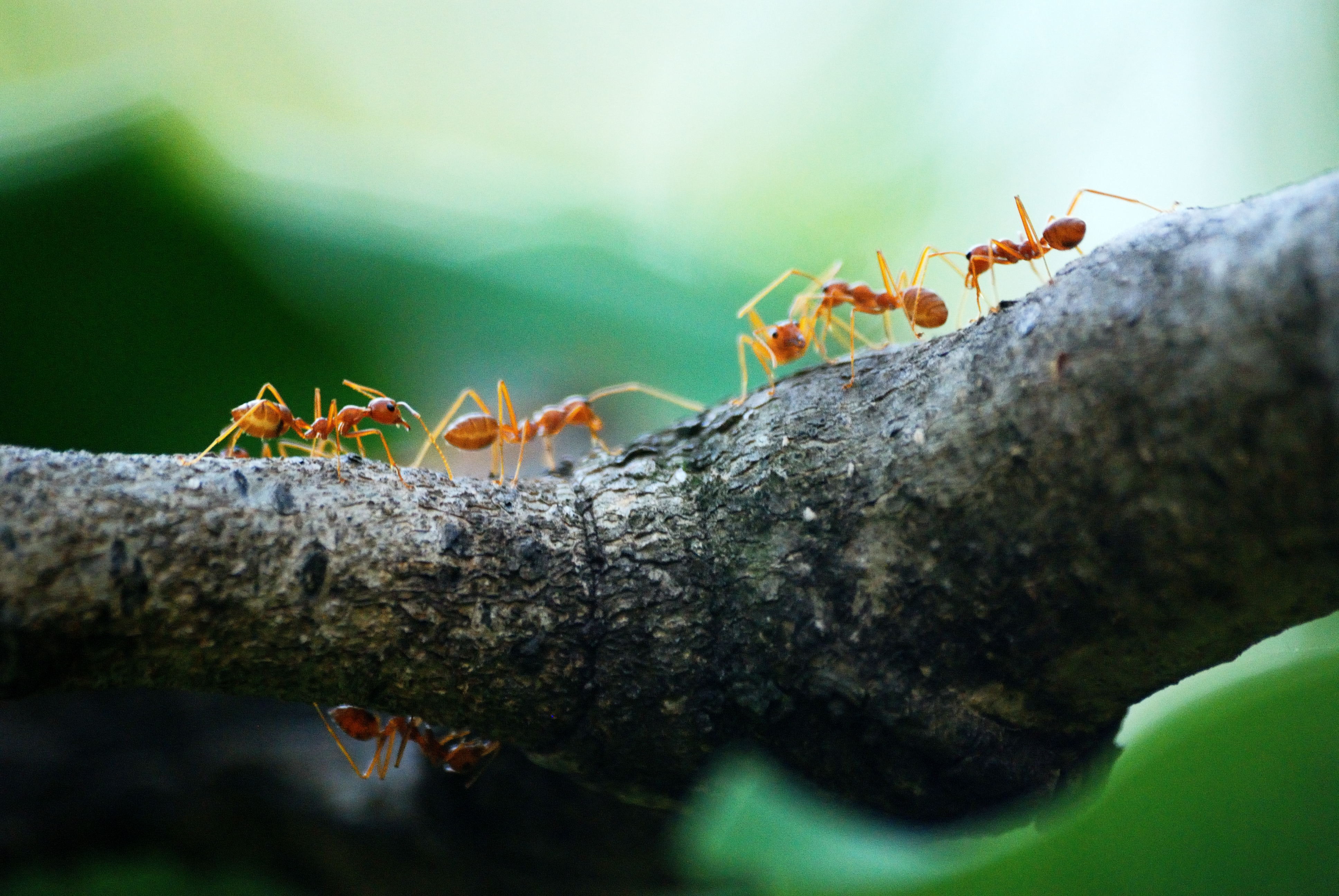 Hormigas caminando sobre un tronco