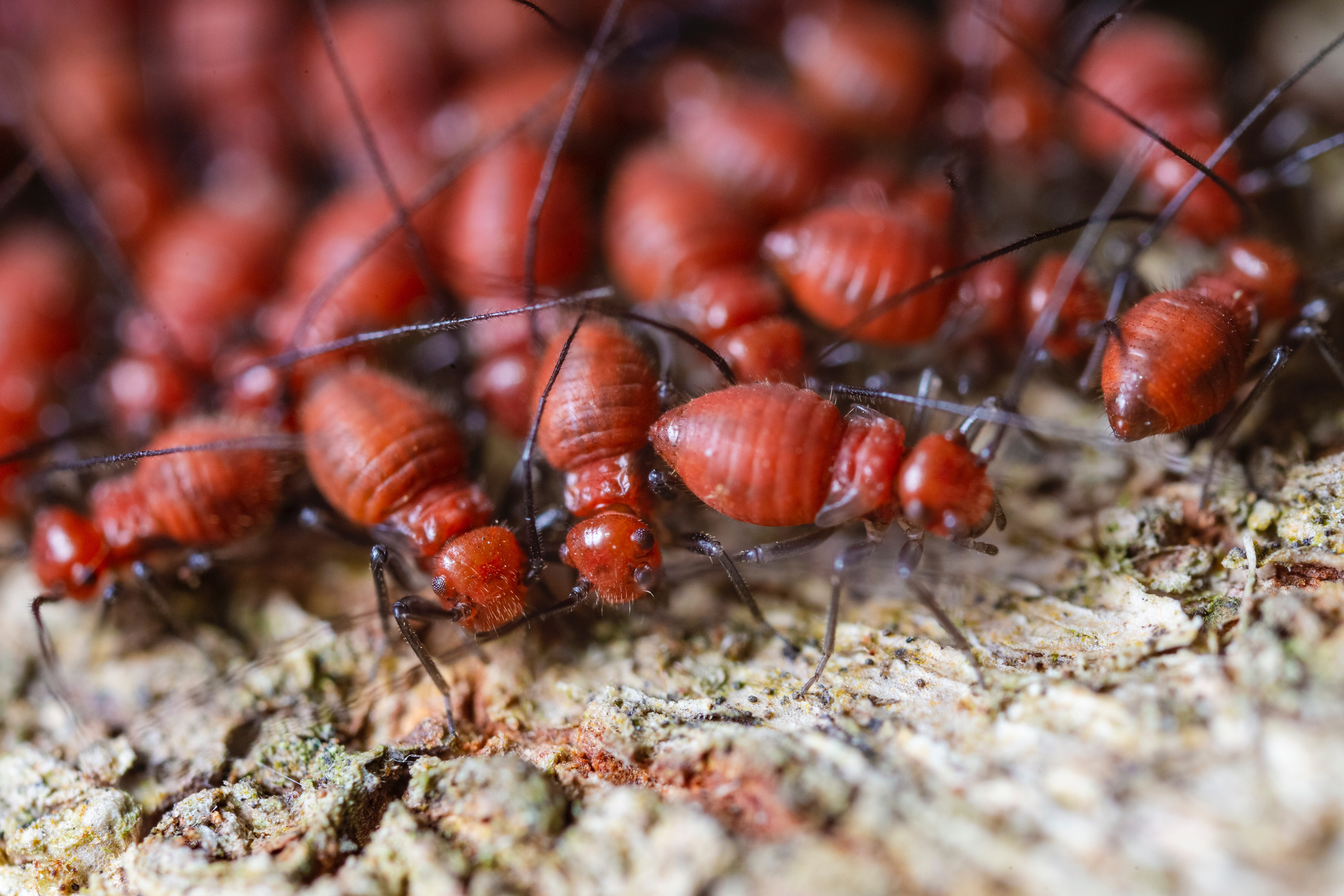 Plaga de termitas en guadalajara
