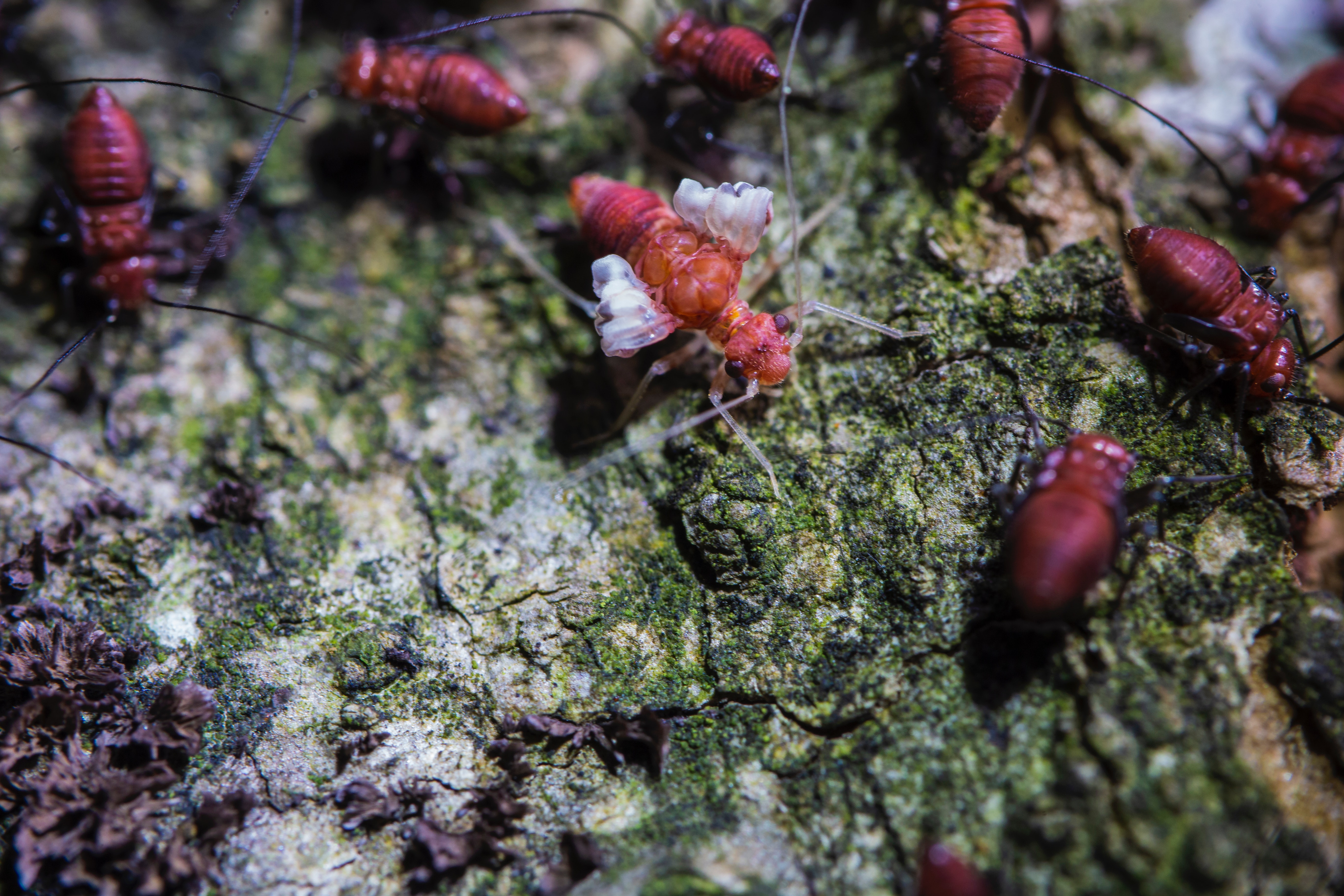 Plaga de termitas en guadalajara